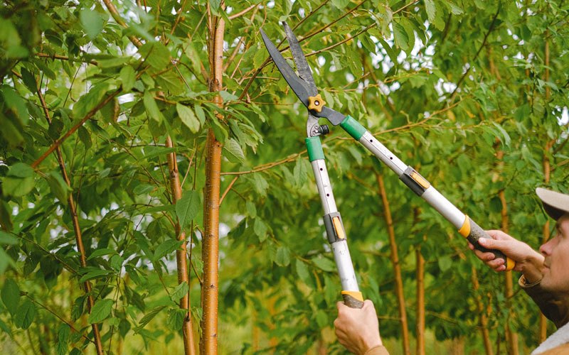 Tree trimming in Vinton, IA